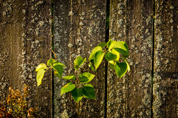 yellow-green leaves on the background of an old fence