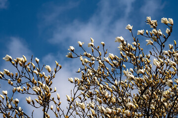 林業試験場樹木公園のハクモクレンの開花