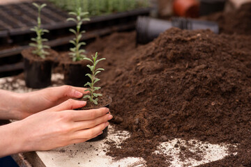 Growing plants, planting in greenhouse and selling flowers, eco agriculture business