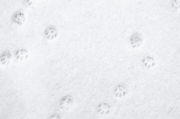 winter background: fresh clean even snow, large snowflakes, cat footprints