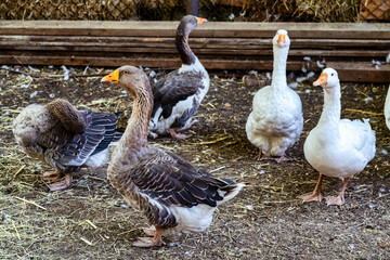 Countryside farm scenery with geese walking around the farm.