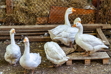 Countryside farm scenery with geese walking around the farm.