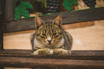 Gato durmiendo en un banco