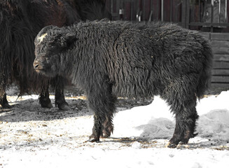 Fototapeta premium Domestic yak (Bos grunniens). Calf