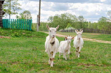 Obraz premium Some goats are eating green grass in the countryside. Spring day, fresh herbs and foliage in the village. 