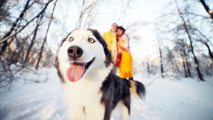 Cheerful muzzle of a dog husky in a winter park, in the background a young couple