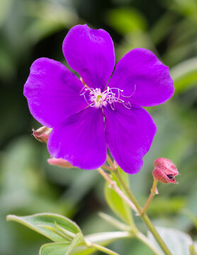 attractive purple tibouchina or lasiandra or glory bush flower with green leaves on a natural background