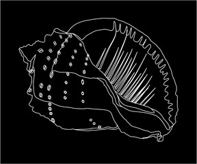 ocean shell white on black background