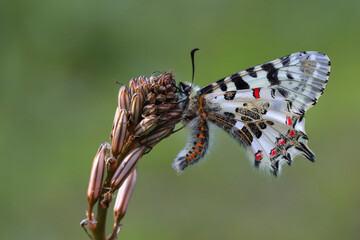 Fototapeta na wymiar Forest festoon butterfly (Zerynthia cerisyi)