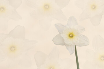 A Mosaic of Opaque Flowers Around a Daffodil