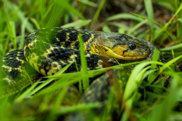 Amphiesma stolatum snake hides and hunting for food long time