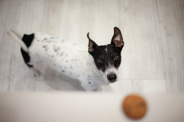 Jack russel dog at home waiting to eat cookie
