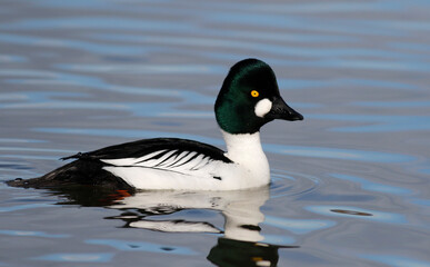 Goldeneye