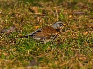 The fieldfare (Turdus pilaris)in the park. 