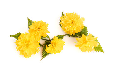 Kerria Japonica flower isolated on white background