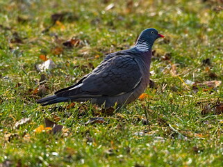 The common wood pigeon (Columba palumbus) in the park