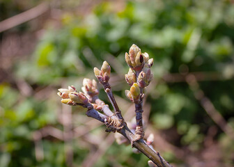 young buds on a tree branch