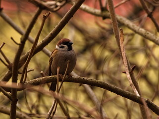 Eurasian tree sparrow (Passer montanus), sparrow sitting on a branch