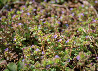 spring background of wild little flowers
