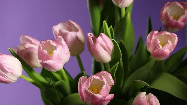 Bouquet of pink tulips rotating in circle on violet background