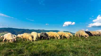 Fototapeta na wymiar Pienińskie krajobrazy, wypas owiec na zboczach Wysokiego Wierchu.