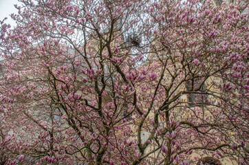 der Dom hinter Magnolienbaum