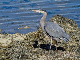 Great Blue Heron wading on the rocky shore in Sidney, BC