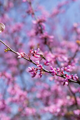 Landscape of trees with pink flowers in a sunset of the tree