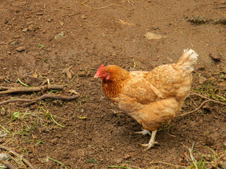 Brown chicken in family farm 