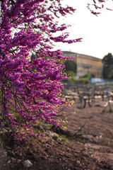 Landscape of trees with pink flowers in a sunset of the tree