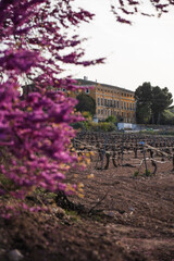 Landscape of trees with pink flowers in a sunset of the tree