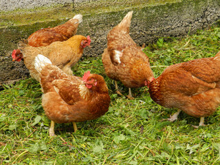 Brown chickens eating grass in family farm 