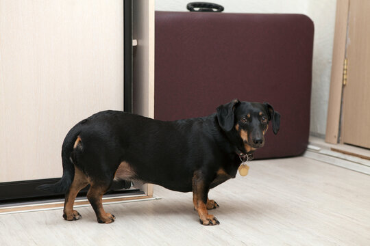 A dirty-blooded dachshund with a funny face in an apartment.