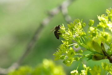 A ladybug sits on a bud. Sunny day.