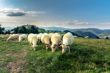 Fototapeta Pienińskie krajobrazy, wypas owiec na zboczach Wysokiego Wierchu. obraz