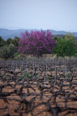 Landscape of trees with pink flowers in a sunset of the tree