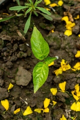 Naga pepper or Bombay Morich plant is a hybrid or mixed species hot chilies