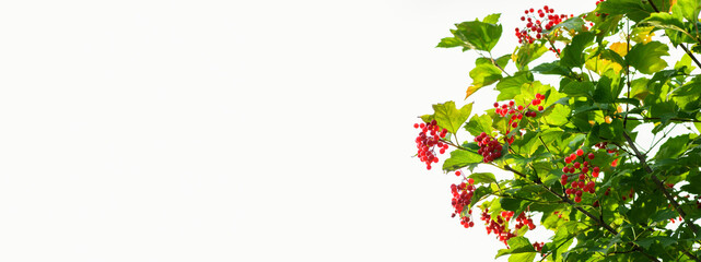 Ripe Viburnum bush with red berries against the sky. Summer and autumn background. Banner