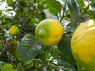 Several lemons on their tree