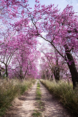 Landscape of trees with pink flowers in a sunset of the tree