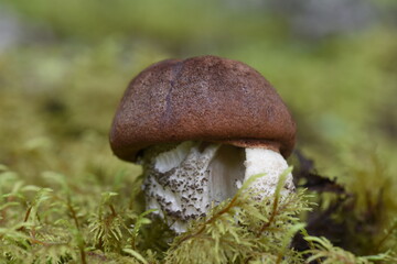Fungi of Glacier National Forest