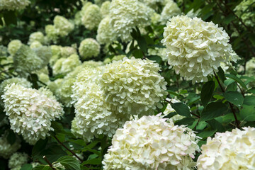 White hydrangea flowering bushes  in the garden in daylight, large, high and dense hydrangea plants with  blossoms  in summertime in the garden, close up nature details 