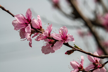 近所で見かけた名前を知らない桜