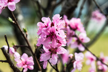 近所で見かけた名前を知らない桜