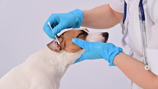 Vet cleans ears with a cotton swab to dog jack russell terrier on a white background.
