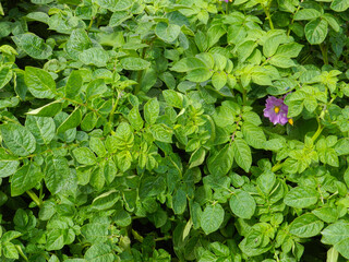 Potato plants and flower 