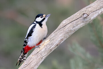 great spotted woodpecker