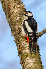 great spotted woodpecker