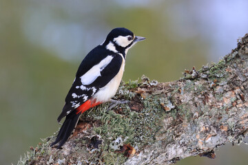 great spotted woodpecker