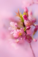 Obraz na płótnie Canvas Branch of Prunus Kanzan cherry. Pink double flowers and green leaves in the blue sky background, close up. Prunus serrulata, flowering tree, called as Kwanzan, Sekiyama cherry, Japanese cherry, Sakura